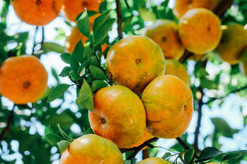 Mandarin citrus fruits on the tree in Mekong Delta, Southern Vietnam