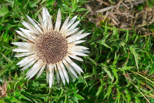 Carlina acaulis, the stemless, silver, dwarf carline thistle flowering plant in the family Asteraceae, native to alpine regions of Europe.