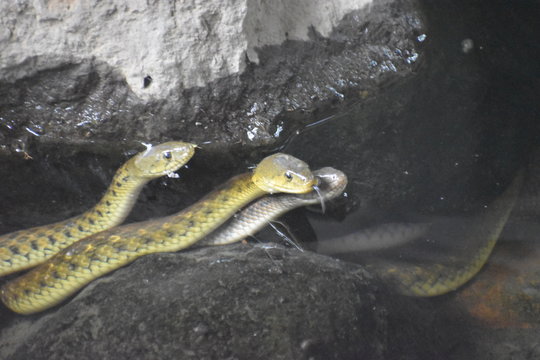 snake in the water