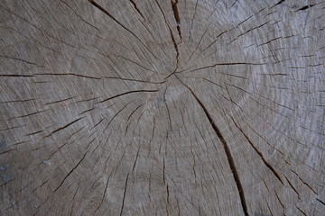 textura madera