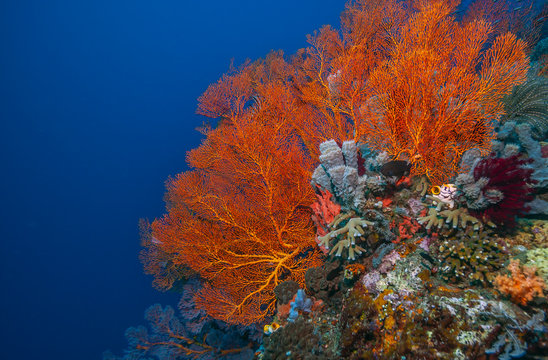 Coral reef South Pacific