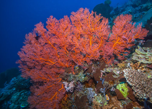 Coral reef South Pacific