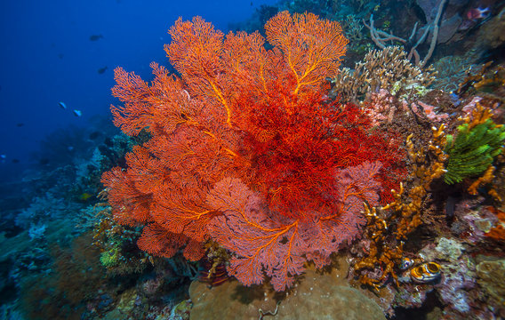 Coral reef South Pacific