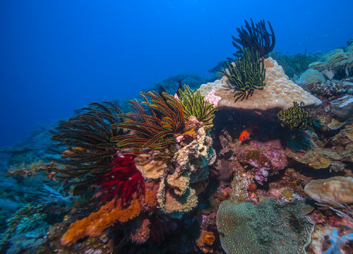 Coral reef South Pacific
