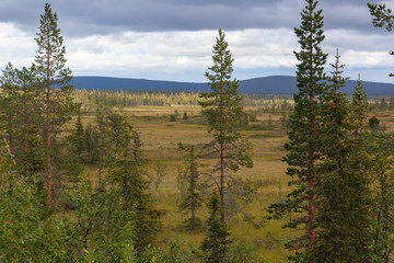 Severe northern landscape: marshland and pines surrounded by the mountains of the Muddus national...