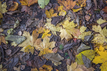 Autumn leaves and acorn. Abstract autumn texture.