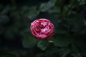 Samotna róża