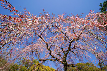 紅枝垂れ桜