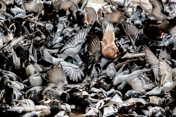 The battle of the doves of peace