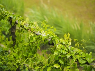 green ivy leaf with rope