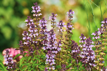 Flower of basil plant, in the garden