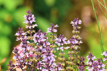 Flower of basil plant, in the garden