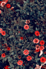 red martyrdoms flowers, autumn flowers