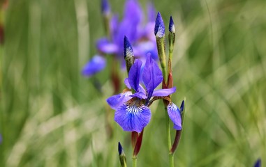 Blossoming flowers in botanical garden