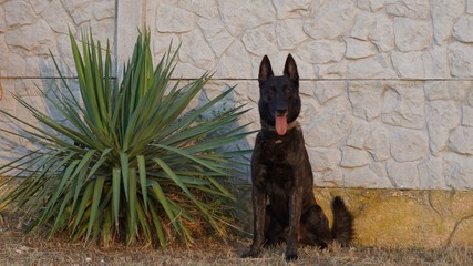 dog breed Dutch shepherd next to the plant blue agave against the wall of their stone slabs on a Sunny evening