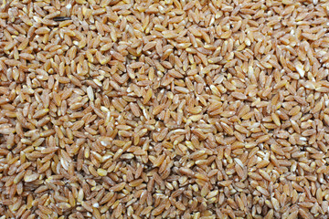 Spelt seeds close up background. Background texture of grains of Emmer (Triticum) wheat. Organic healthy vegetarian food.