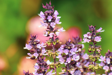 Obraz premium Flower of basil plant, in the garden