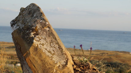 lonely big stone with three purple flowers in the desert against the sea