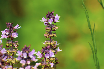 Flower of basil plant, in the garden