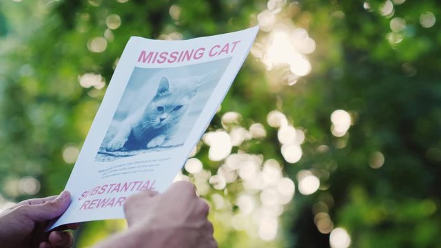Hands with the announcement of the missing animal - domestic cat