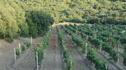 plantation of grapes in the forest on the background of mountains, overgrown with green forest