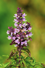 Obraz premium Flower of basil plant, in the garden