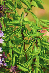 Flower of basil plant, in the garden