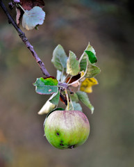 apples with fusicladium disease in august in an orchard image