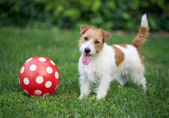 Playful small pet dog puppy playing football