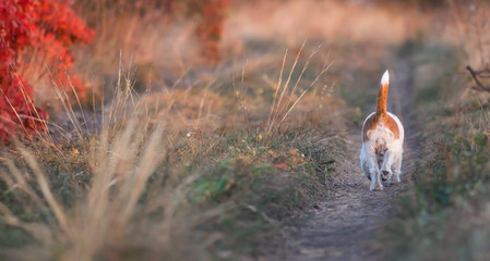 Backside and tail of a pet dog in autumn as walking on a pathway, panoramic web banner with copy space