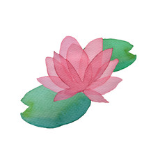 Watercolor pink transparent layered Flower pink lotus on white background