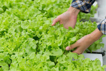 Close up Asian farmer woman checking quality of hydroponic vegetable greenhouse.