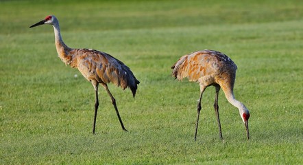 The Sandhill cranes on meadow in wildlife and conservation area