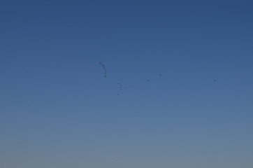 Flock of birds flying in blue sky