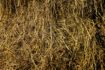 background of dry grass
