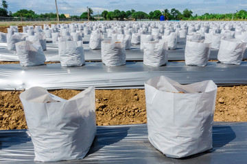 Row fo Coconut coir in nursery white bag for farm with fertigation , irrigation system to be used for growing strawberries.