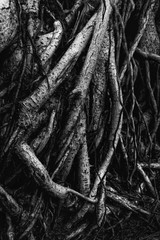 Many wet dark roots and dirty