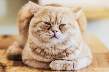 The lazy cat is sleeping lazily in the house.