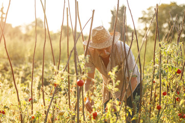 Senior man growing cherry tomatoes in  a small home farm.