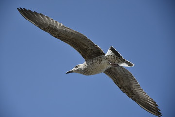 l'oiseau à la quete de  nourriture à la plage 