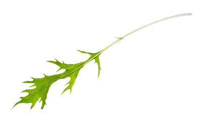 single leaf of mizuna (Japanese leaf cabbage) herb