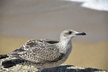 le repos des oiseaux 