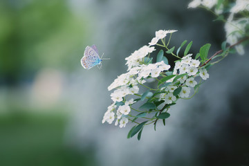 Beautiful butterfly flutters over little white flowers. Green blurred background.