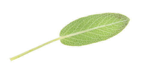 green leaf of sage herb cutout on white
