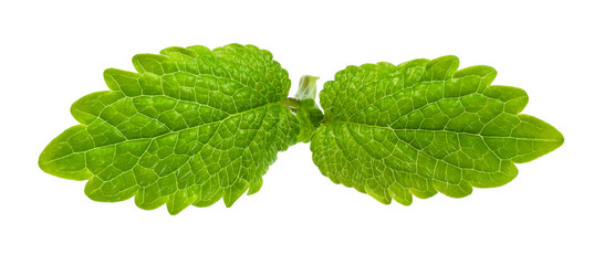 pair of leaves of lemon balm plant cutout