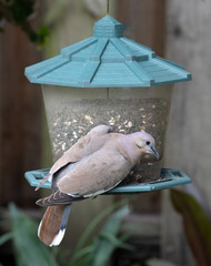 White-winged dove with gray and brown feathers and a white edge on the wings is standing facing right on a green and clear bird feeder against a blurred green plant and wood fence background.