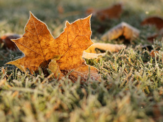 Autumn yellow leaf of maple covered with hoarfrost on grass with hoarfrost