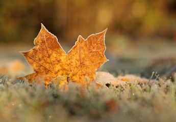 Autumn yellow leaf of maple covered with hoarfrost on grass with hoarfrost