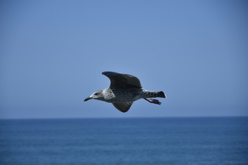 libre comme un oiseau dans le ciel