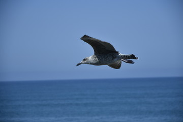 la liberté d'être en l'air auprés de la mer